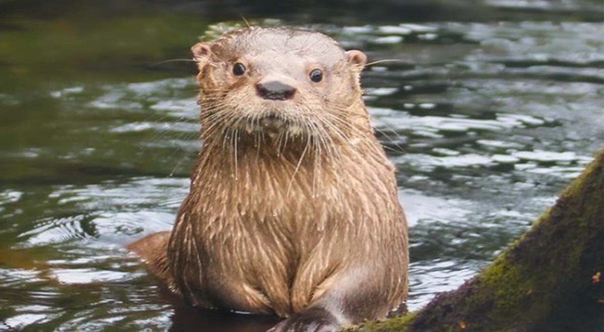 “Ciencia por la Fauna Accidentada de Chiloé” se centró en encontrar soluciones y visibilizar los atropellos y problemas de conservación de especies nativas y silvestres que habitan el archipiélago.