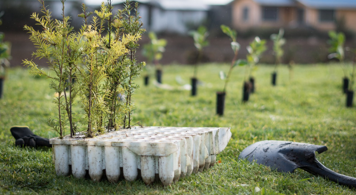En Ancud, entre el 26 y el 28 de junio se llevará a cabo este festival que se centra en la educación ambiental y jornadas de plantación de árboles nativos para la regeneración y conservación en la zona.